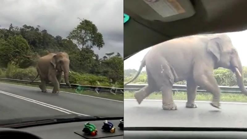 大馬霹州大象公路奔跑  吸引逾230萬人觀看