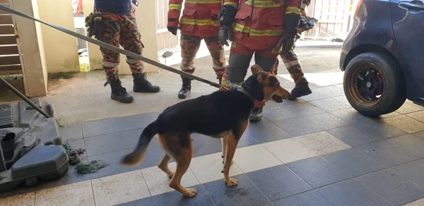 惡犬咬傷兄弟 消拯員制伏交還狗主