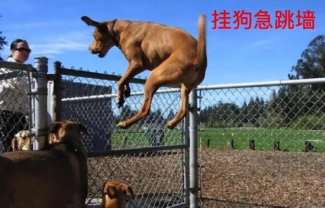 綠玩和掛狗的賽博一戰！外掛竟要反外掛的道歉，官方卻無所作為？