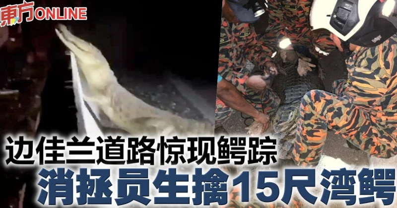 邊佳蘭道路驚現鱷蹤　消拯員生擒15尺灣鱷