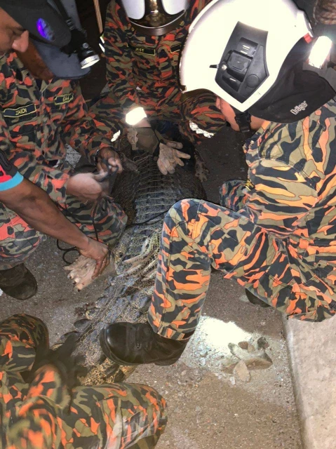 邊佳蘭道路驚現鱷蹤　消拯員生擒15尺灣鱷