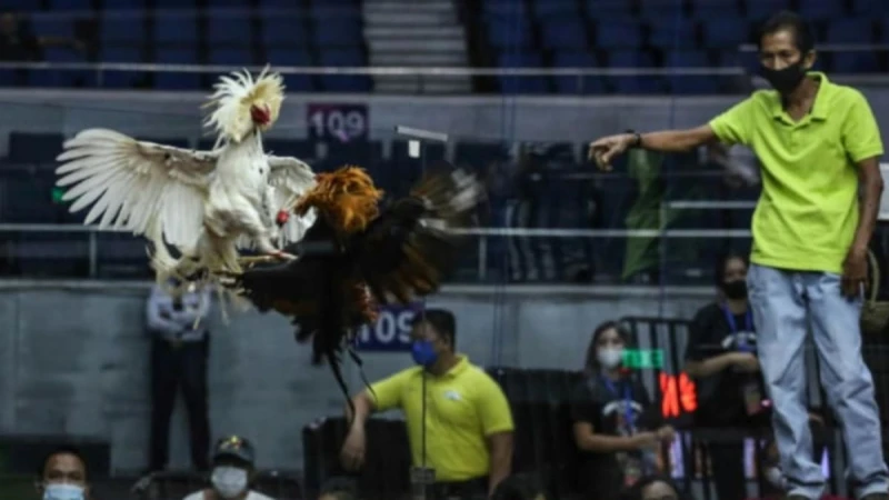 杜特爾特立場突轉  矢言喊禁網絡鬥雞賭博