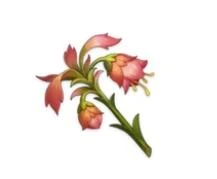 原神悼靈花哪裡多 建議帶提納里採集