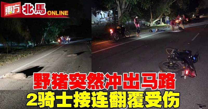 野豬突然衝出馬路　2摩哆騎士接連翻覆