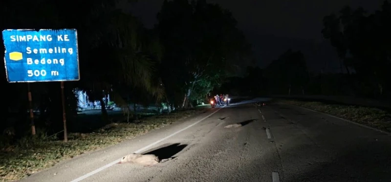 野豬突然衝出馬路　2摩哆騎士接連翻覆