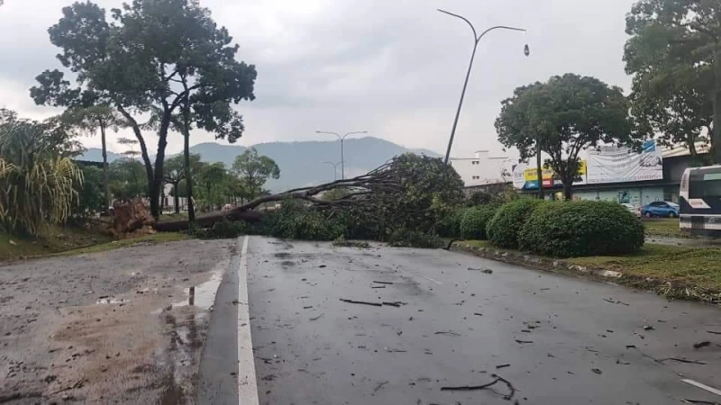 午間暴雨導致百棵樹倒　汝來數十房屋損毀道路被堵