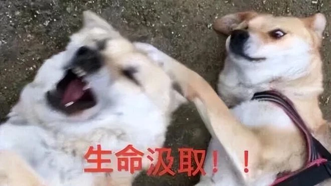 什麼運氣?14年前魔獸忘了開,如今收留心碎魔獸玩家