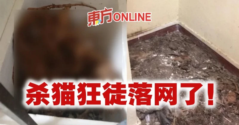 殺野貓藏屍公寓　警逮捕31歲男子歸案