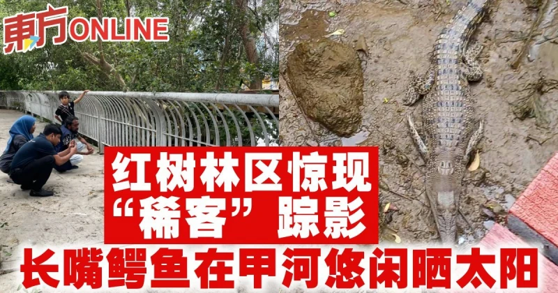 紅樹林區驚現「稀客」蹤影　長嘴鱷魚在甲河悠閒曬太陽