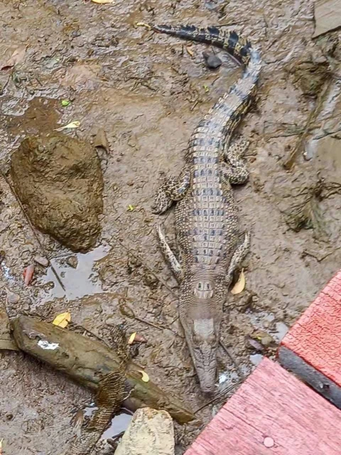 紅樹林區驚現「稀客」蹤影　長嘴鱷魚在甲河悠閒曬太陽