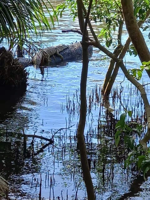 紅樹林區驚現「稀客」蹤影　長嘴鱷魚在甲河悠閒曬太陽