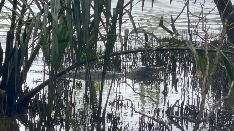 紅樹林區驚現「稀客」蹤影　長嘴鱷魚在甲河悠閒曬太陽