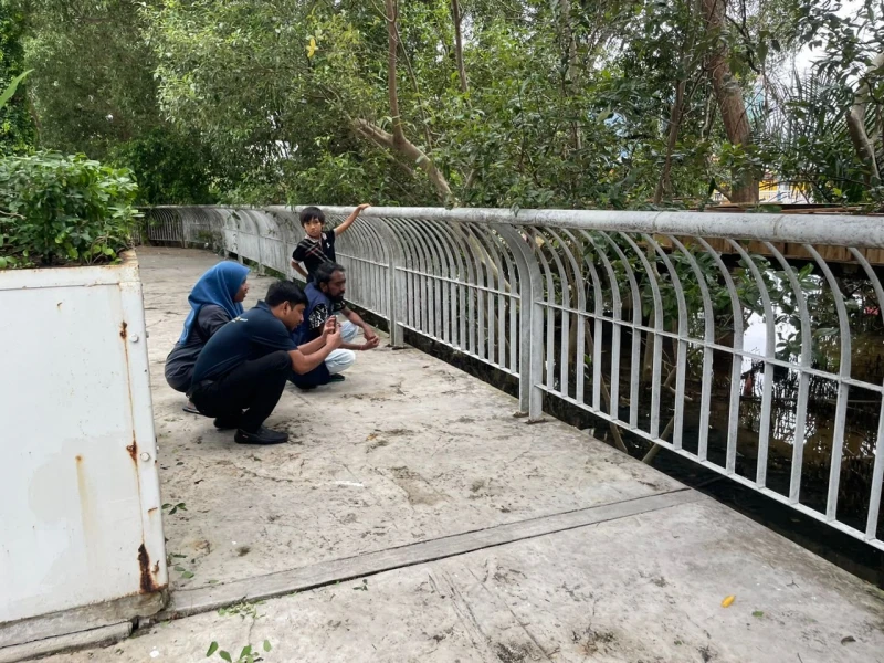 紅樹林區驚現「稀客」蹤影　長嘴鱷魚在甲河悠閒曬太陽