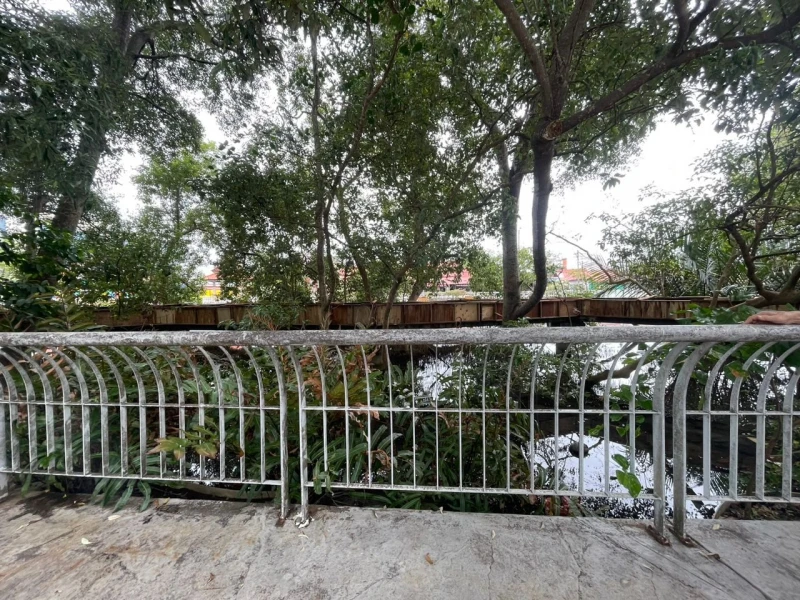 紅樹林區驚現「稀客」蹤影　長嘴鱷魚在甲河悠閒曬太陽