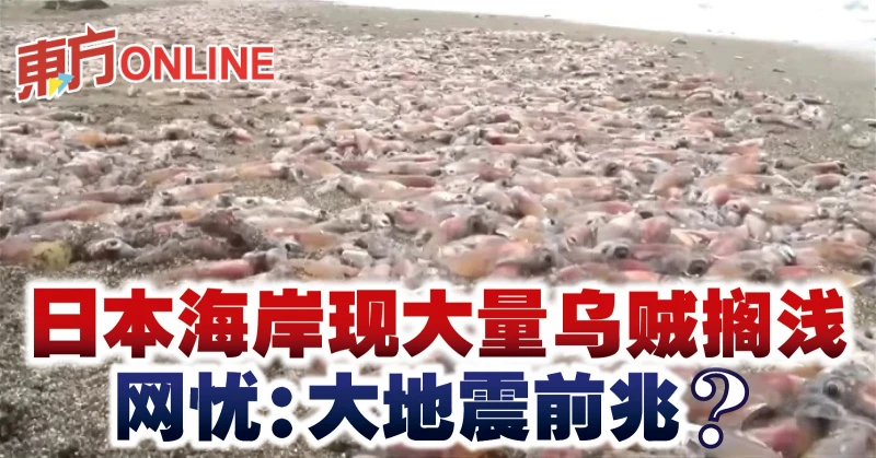 日本海岸現大量烏賊擱淺　網憂：大地震前兆？