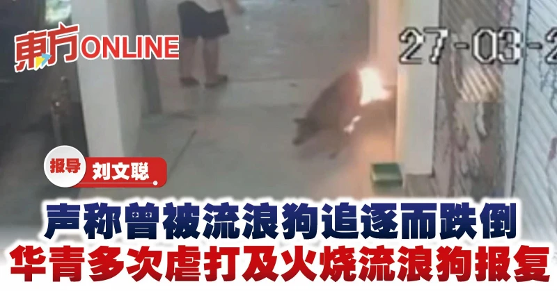 聲稱曾被流浪狗追逐而跌倒　華青多次虐打及火燒流浪狗報復