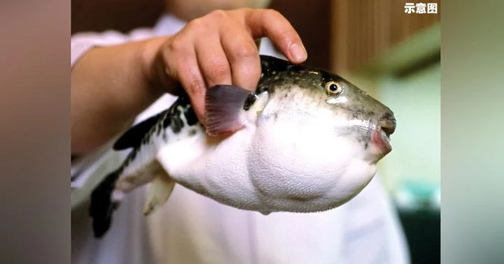 1985年來18人中毒身亡 　法令已明文規定不得售賣河豚