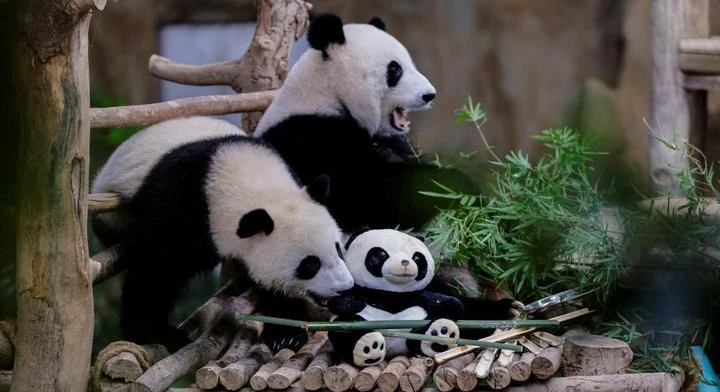 熊貓誼誼、升誼5月送回中國