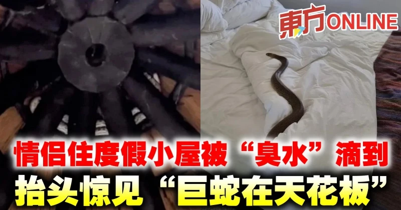 情侶住度假小屋被「臭水」滴到　抬頭驚見「巨蛇在天花板」