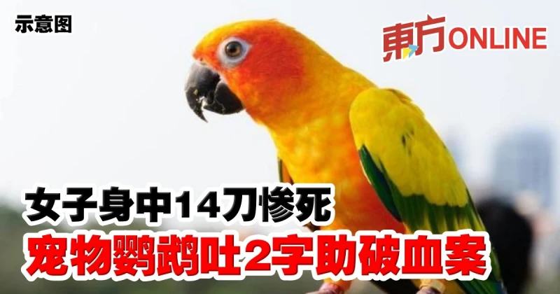 女子身中14刀慘死　寵物鸚鵡吐2字助破血案