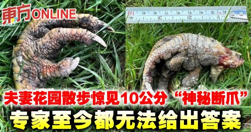 夫妻花園散步驚見10公分「神秘斷爪」　專家至今都無法給出答案