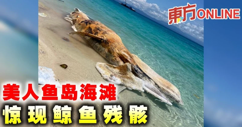 美人魚島海灘　驚現鯨魚殘骸