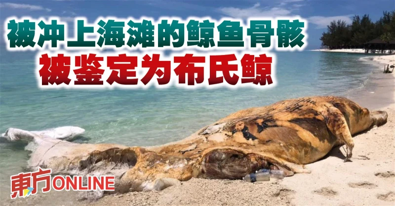 被衝上海灘的鯨魚骨骸　被鑑定為布氏鯨