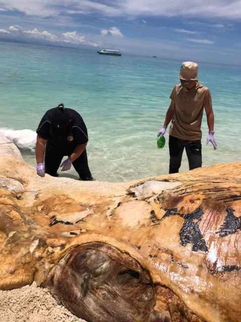 被衝上海灘的鯨魚骨骸　被鑑定為布氏鯨