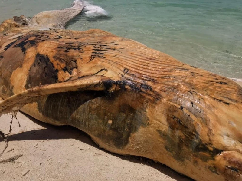 被衝上海灘的鯨魚骨骸　被鑑定為布氏鯨