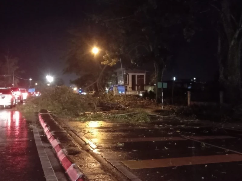 詩巫一場狂風暴雨　美化樹倒下 屋頂鋅片飛