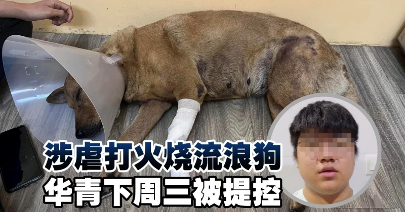 涉虐打火燒流浪狗　華青下周三被提控