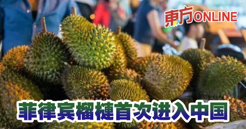 菲律賓榴槤首次進入中國