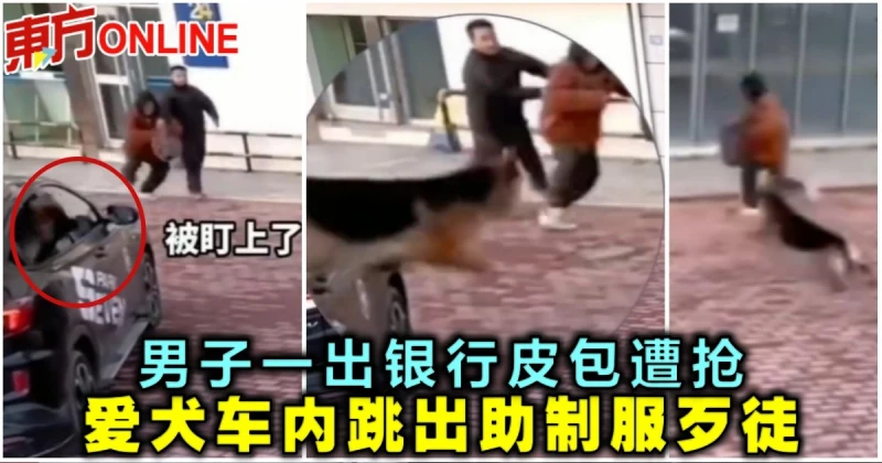 男子一出銀行皮包遭搶　愛犬車內跳出幫制服歹徒