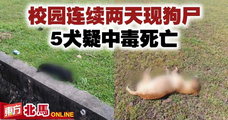 校園連續兩天現狗屍　5犬疑中毒死亡