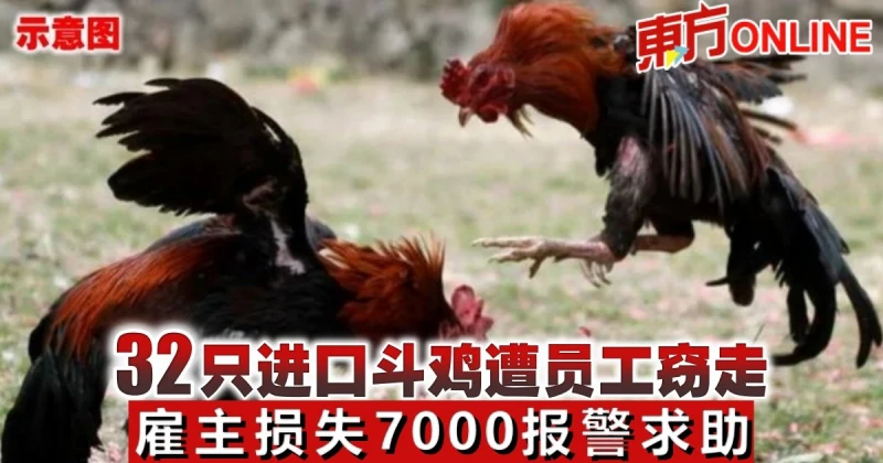 32隻進口鬥雞遭員工竊走　僱主損失7000報警求助