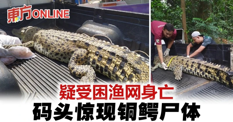 疑受困漁網身亡　碼頭驚現銅鱷屍體