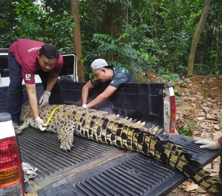 疑受困漁網身亡　碼頭驚現銅鱷屍體