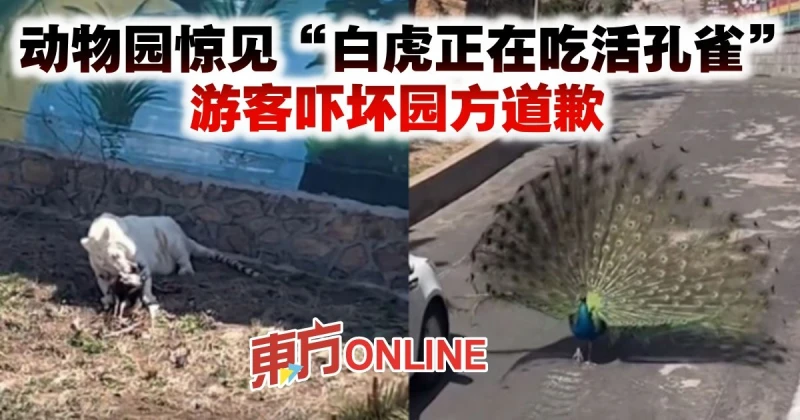 動物園驚見「白虎正在吃活孔雀」　遊客嚇壞園方道歉