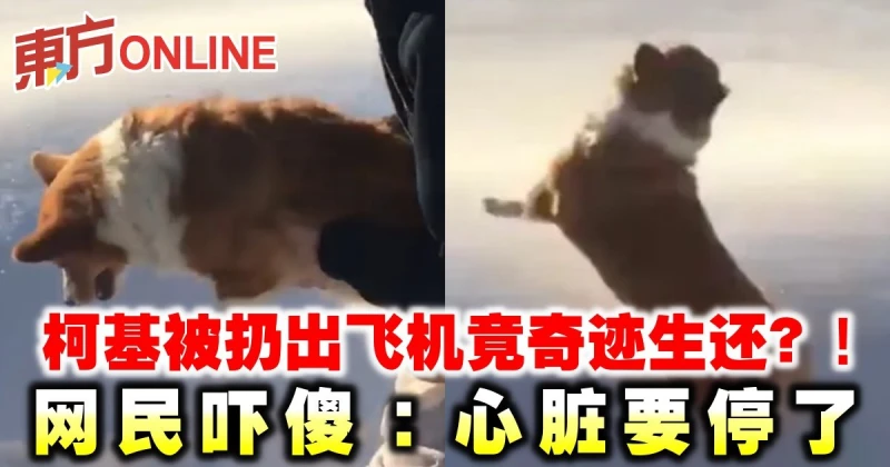 柯基被扔出飛機竟奇蹟生還？！ 網民嚇傻：心臟要停了