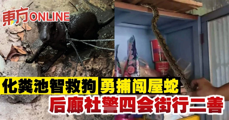 化糞池智救狗、勇捕闖屋蛇　後廊社警四會街行二善 