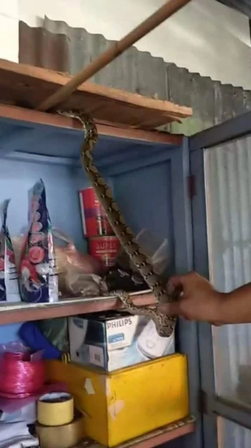 化糞池智救狗、勇捕闖屋蛇　後廊社警四會街行二善 