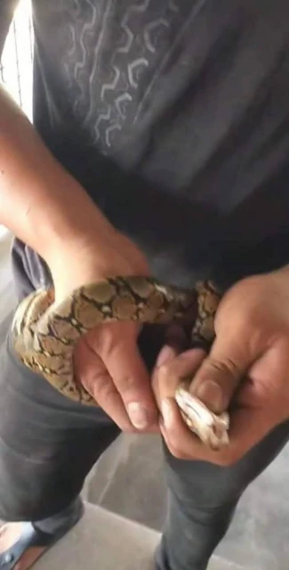 化糞池智救狗、勇捕闖屋蛇　後廊社警四會街行二善 