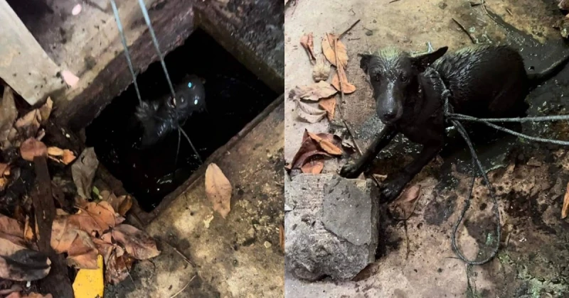 化糞池智救狗、勇捕闖屋蛇　後廊社警四會街行二善 