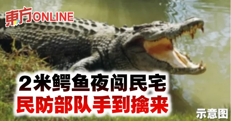 2米鱷魚夜闖民宅　民防部隊手到擒來