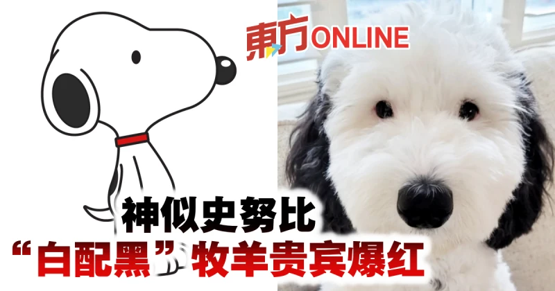 神似史努比　「白配黑」牧羊貴賓爆紅