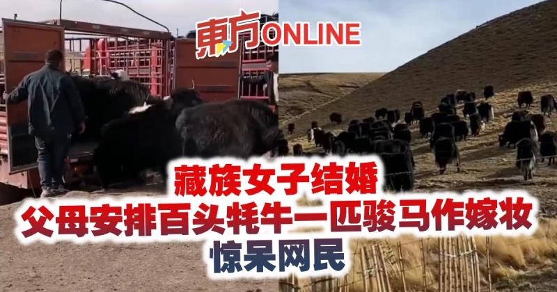藏族女子結婚　父母安排百頭犛牛一匹駿馬作嫁妝驚呆網民