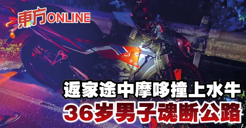 返家途中摩哆撞上水牛　36歲男子魂斷公路