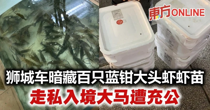 獅城車暗藏百隻藍鉗大頭蝦蝦苗　走私入境我國遭充公
