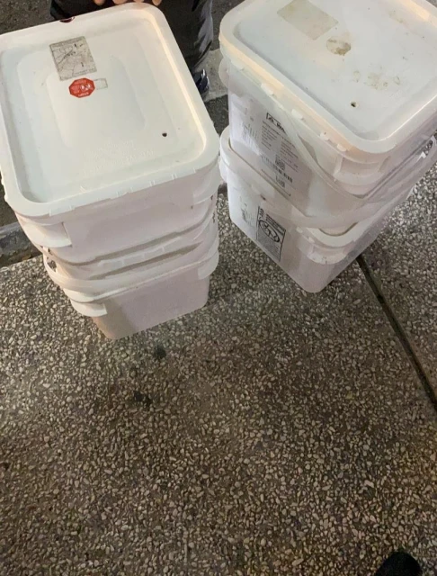 獅城車暗藏百隻藍鉗大頭蝦蝦苗　走私入境我國遭充公