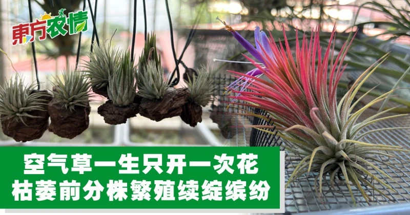 空氣草一生只開一次花　枯萎前分株繁殖續綻繽紛